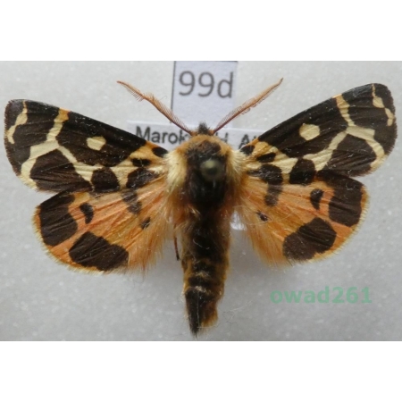 Artimelia latreillii (Godart, 1823) male Morooco99d